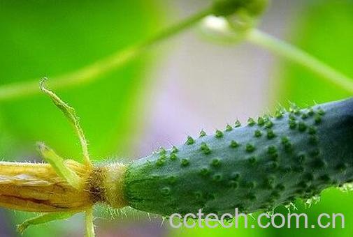 山黄瓜和黄瓜的区别-0