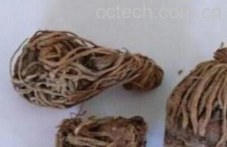 枯萝卜的作用与功效-0