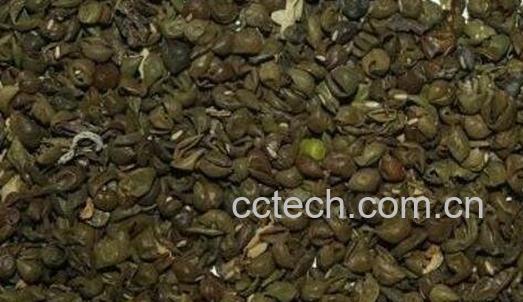 绿豆衣的功效及禁忌-1