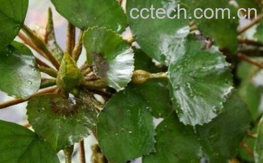 菱棵的食用价值与功效-1