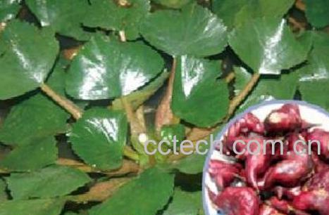 菱棵的食用价值与功效-0