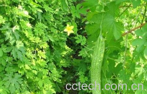 苦瓜叶不能和什么一起吃-1