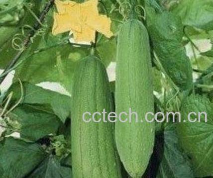 丝瓜子怎么做好吃 丝瓜子食用方法-1