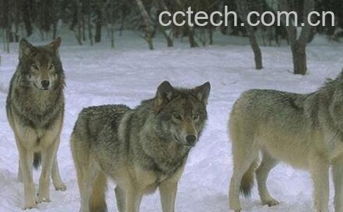 狼的药用价值 吃狼肉的好处-0