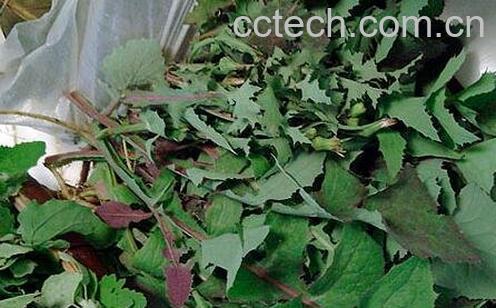 灰菜晾干的功效与作用-0