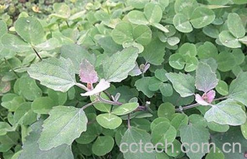 灰菜晾干的功效与作用-1