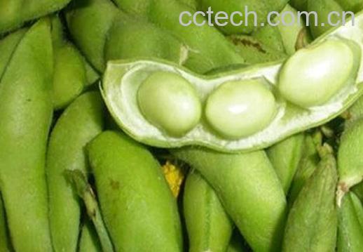 毛豆怎么煮 正确煮毛豆的步骤-0