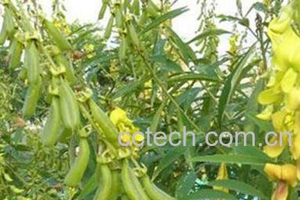 狗响铃的功效与作用-0