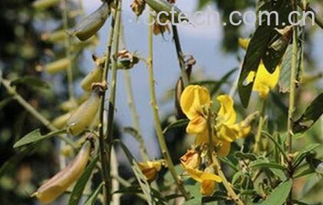 狗响铃的功效与作用-1