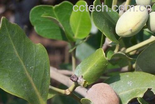 榄钱的功效和药用价值-1