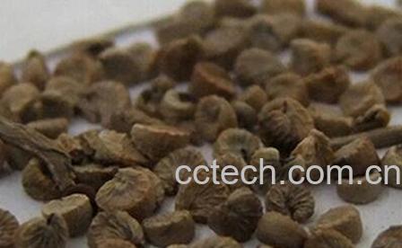 冬葵果如何吃 冬葵果与什么一起煲-0