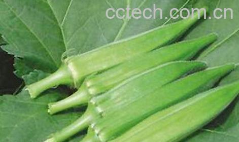 毛茄的功效与药用价值-0