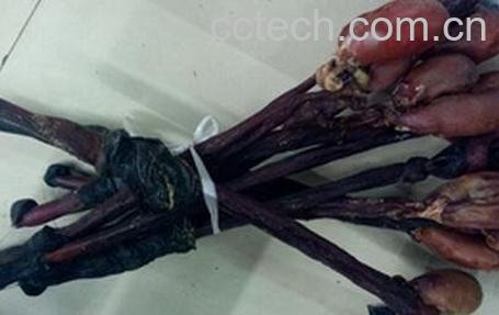 驴肾的药用功效-0