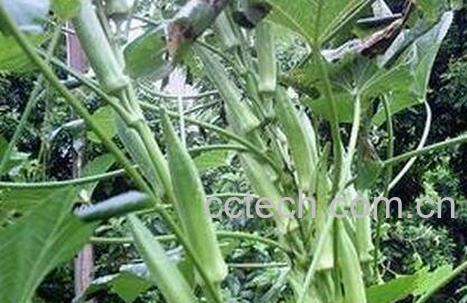 毛茄的功效与药用价值-1