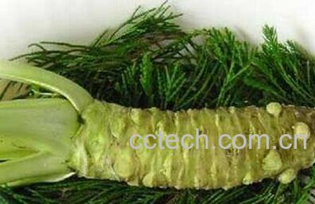 芥末的药用功效与作用-1