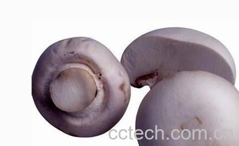 雷蘑菇能吃吗 雷蘑怎样做好吃-0