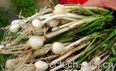 胡葱不能与什么同吃 胡葱和什么相克-0