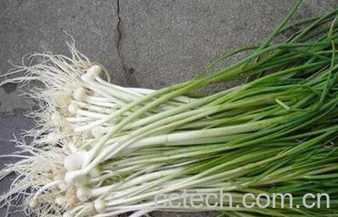 胡葱不能与什么同吃 胡葱和什么相克-1