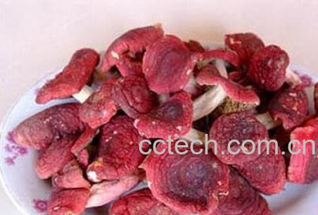 火炭菌怎么做好吃 火炭菌的做法教程-0