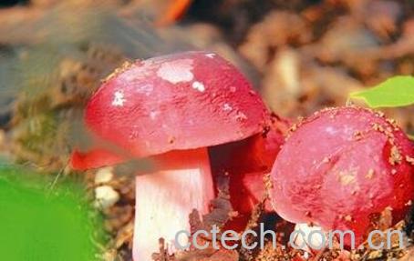 火炭菌怎么做好吃 火炭菌的做法教程-1