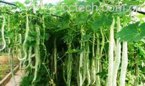 蛇头瓜的功效与作用-1