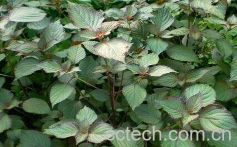 紫苏烧菜瓜的作用-0