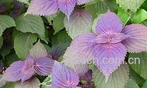 紫苏烧菜瓜的作用-1