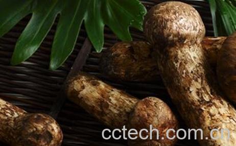 松黄磨枯的药用价值-1