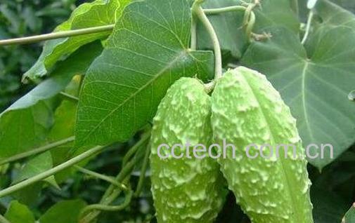 萝的使用禁忌和副作用-0