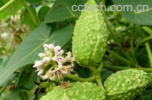 萝的使用禁忌和副作用-1