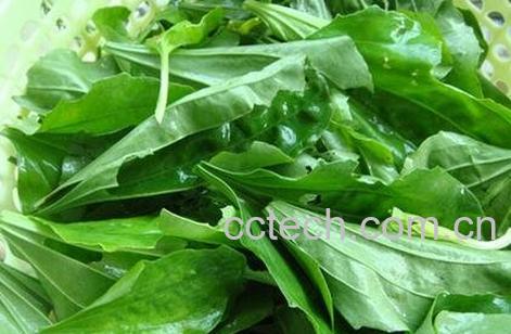 荷包菜的功效与作用-0