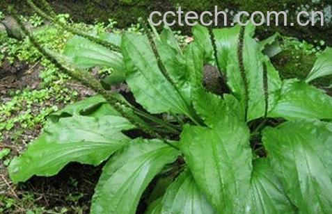 荷包菜的功效与作用-1