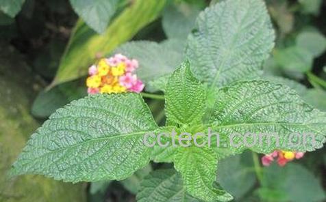 薄荷叶的功效与作用及食用方法-0