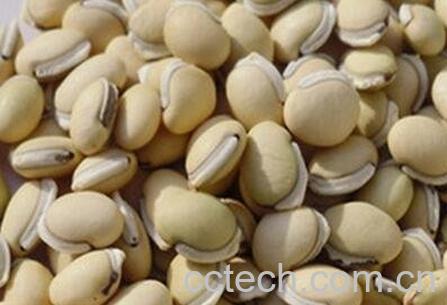 梗米加白豆的作用-1