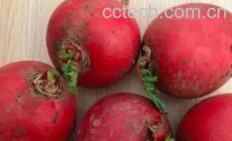 什么是雌性红萝卜 雌性红萝卜怎么吃-0