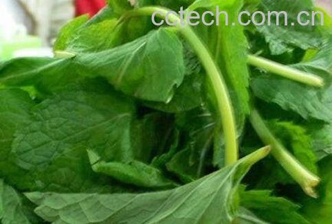 薄荷叶的功效与作用及食用方法-1