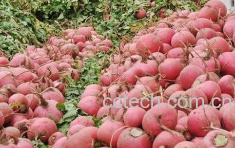 什么是雌性红萝卜 雌性红萝卜怎么吃-1