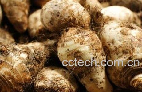 芋子皮的作用与功效-0