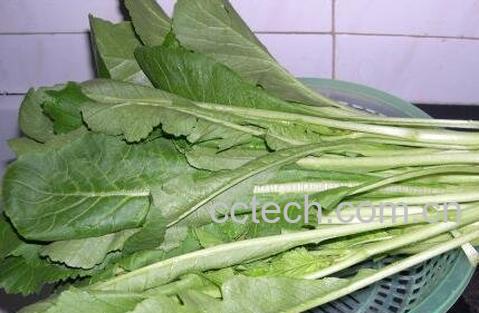 白萝卜叶怎么做好吃 白萝卜叶的做法步骤教程-0