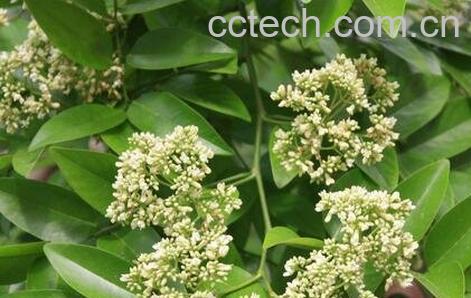 降香油的功效与作用-1