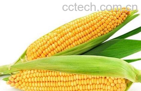 玉米的功效与作用 玉米的药用价值-1