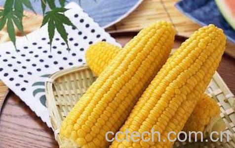 玉米的功效与作用 玉米的药用价值-0