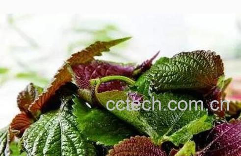 紫苏叶的功效与作用 紫苏叶的药用价值-1