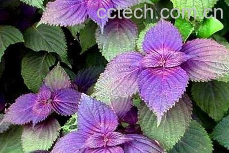 紫苏叶的功效与作用 紫苏叶的药用价值-0