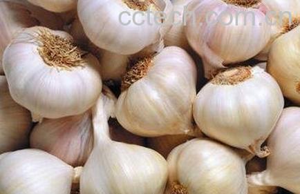 大蒜的功效与作用 大蒜的药用价值-0