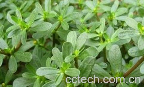 马齿苋的功效与作用 马齿苋的食用方法-0