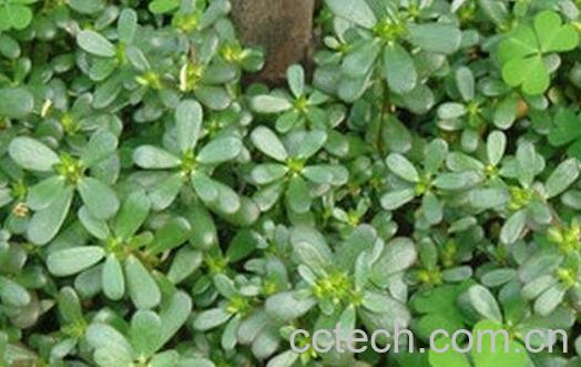 马齿苋的功效与作用 马齿苋的食用方法-1