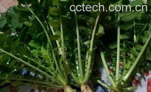 白萝卜叶子的功效与作用-0