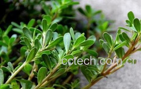 马齿苋的功效与作用 马齿苋的药用价值-1