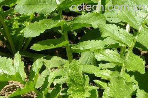 白萝卜叶子的功效与作用-1